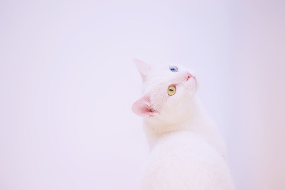 꿈속에서 흰 고양이와 검은 고양이가 나란히 있는 모습, 길몽과 흉몽의 다양한 해석을 표현합니다.
